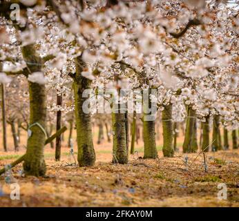 Obstgarten Kirschblüte im Frühling auf der Cooks Yard Farm in Northiam, East Sussex, Großbritannien Stockfoto