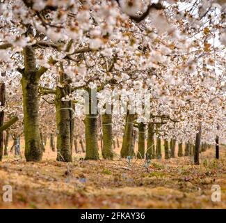 Obstgarten Kirschblüte im Frühling auf der Cooks Yard Farm in Northiam, East Sussex, Großbritannien Stockfoto