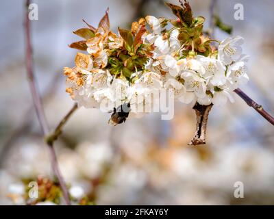 Eine Hummel, die im Frühjahr Nektar aus der Kirschblüte auf der Cooks Yard Farm in Northiam, East Sussex, Großbritannien, sammelt Stockfoto