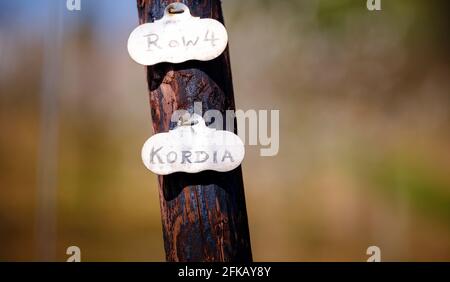 Kirschbäume im Frühling auf der Cooks Yard Farm in Northiam, East Sussex, Großbritannien Stockfoto
