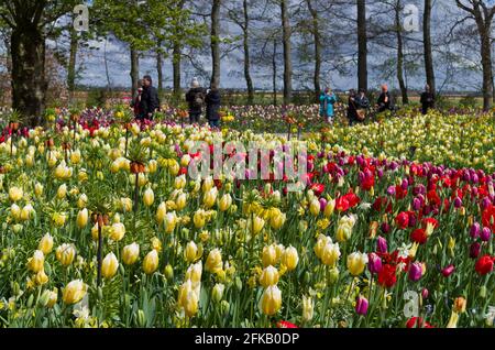 Keukenhof Gardens, Lisse, Niederlande; farbenfrohe Blumenbeete Stockfoto