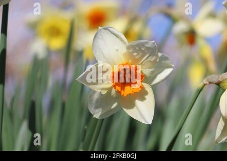 Leuchtend cremefarbene und gelbe Narzissen, Jonquil, Narcissus, blühend im Frühlingssonnel, Shropshire, England Stockfoto