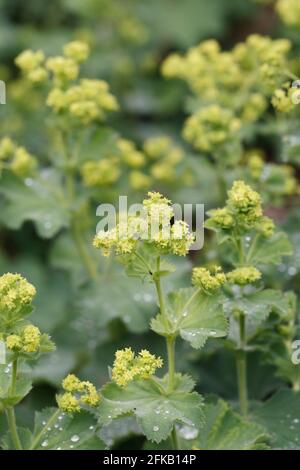 Alchemilla mollis Blumen im Frühsommer. Stockfoto