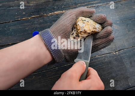 Frische Auster mit Messer öffnen. Schutzhandschuhe tragen. Nahaufnahme. Stockfoto