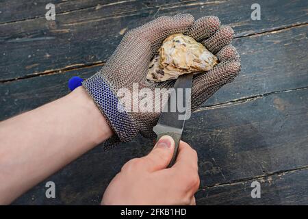 Frische Auster mit Messer öffnen. Schutzhandschuhe tragen. Nahaufnahme. Stockfoto