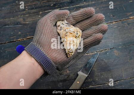 Hand mit Auster in Schutzhandschuhen. Nahaufnahme. Messer im Hintergrund Stockfoto