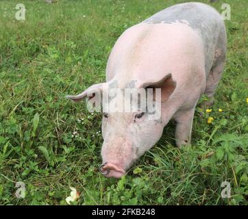 Rosafarbenes großes Schwein mit Nasenring und starrend Die Kamera Stockfoto