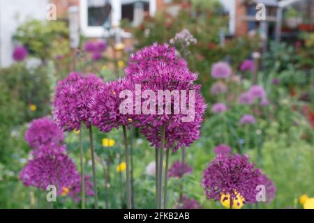 Allium 'Purple Sensation' in einem englischen Hüttengarten. Stockfoto