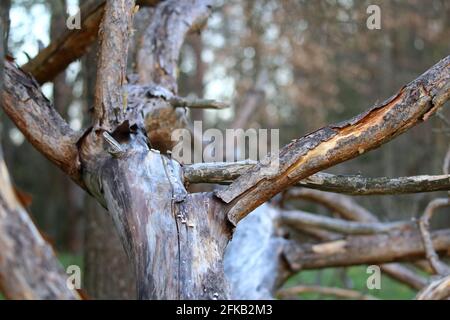 Nahaufnahme eines gefallenen Baumes im Wald Stockfoto