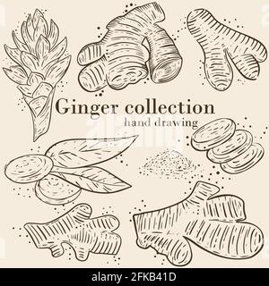 Set von Skizzen von Ingwer. Scharf würzige Würze. Ingwerblume, Wurzel und Pulver. Vektor, verschiedene Bilder der Wurzel. Handzeichnung. Stock Vektor