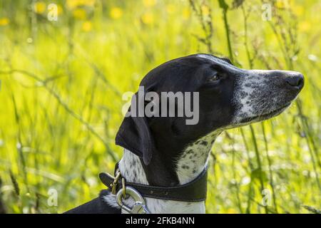 Ruby posiert auf Meadow. Foto von italienischem Windhund in lebhaften Frühlingsfarben. Auf Natürlichem Hintergrund Stockfoto