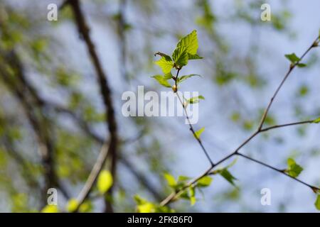 Junge grüne Blätter auf Birkenzweigen am Frühlingstag. Stockfoto