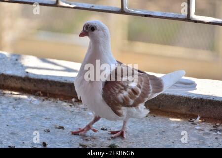 Süße junge Taube, die an einem sonnigen Frühlingstag auf dem Balkon steht und in die Kamera schaut. Taube der Djulija Rasse mit braunen Flügeln Stockfoto