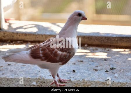 Junge Taube, die an einem sonnigen Frühlingstag auf dem Balkon steht. Taube der Djulija Rasse mit braunen Flügeln Stockfoto