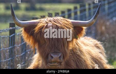 Hochlandrinder Stockfoto