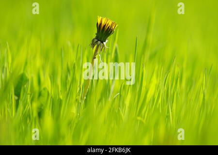Eine gelbe Nelkenglüte wächst in frischem, grünem Gras. Sonniger Frühlingsgarten Stockfoto