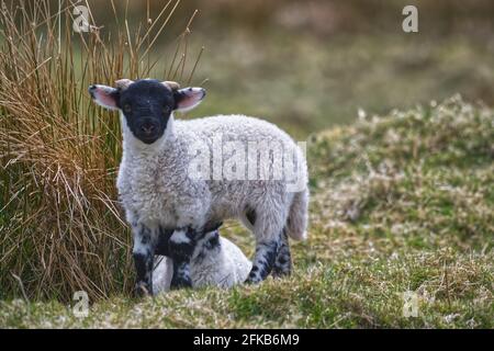 Scottish Blackface Schafe Stockfoto