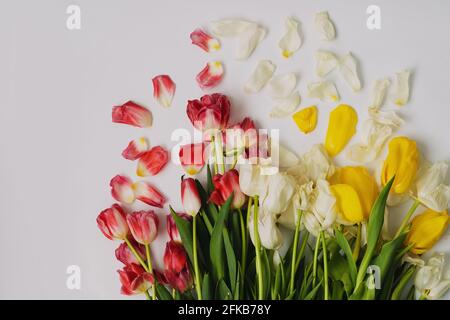 Foto von vertrockneten gelben, roten und weißen Tulpen, nach dem Urlaub. Copyspace. Stockfoto