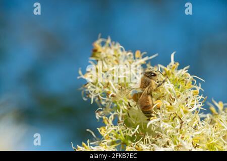 Italien, Lombardei, Bienensammlung Pollen auf Manna Ash Tree Stockfoto