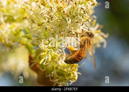 Italien, Lombardei, Bienensammlung Pollen auf Manna Ash Tree Stockfoto