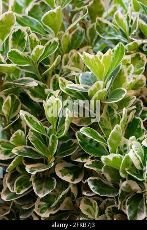 Euonymus Fortunei, Smaragd-Fröhlichkeit, Blätter Stockfoto