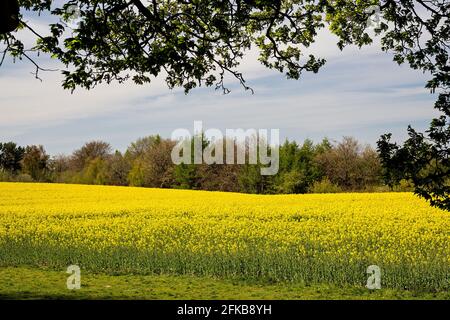 Ein atemberaubendes Rapsfeld (Brassica Napus subsp. Napus) unter einem tiefblauen Himmel und einer wispigen Wolke im Mai in Faringdon, Oxfordshire, Großbritannien Stockfoto