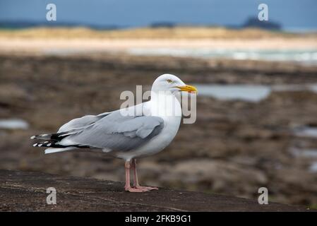 Heringmöwe bei Seahouses an der Nordostküste von England Stockfoto