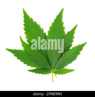 Cannabisblätter isoliert auf weißem Hintergrund. Hanfblatt aus nächster Nähe. Marihuana grünes Blatt. Stockfoto