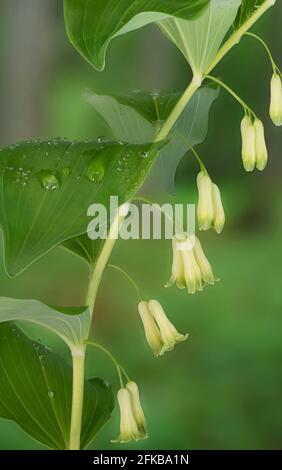 Eurasischer solomansiegel, Salomonsiegel, Davids Harfe, Leiter zum Himmel, eurasischer Salomonsiegel (Polygonatum multiflorum), blühend, Deutschland, Stockfoto