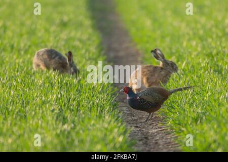 Gewöhnlicher Fasan, Kaukasus-Fasan, kaukasischer Fasan (Phasianus colchicus), sitzt in einer Furche eines Weizenfeldes zusammen mit zwei Hasen, schwarzer Morph Stockfoto