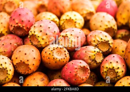 Indische Feige, Kaktusbirne (Opuntia ficus-indica, Opuntia ficus-barbarica), reife Kaktusfeigen Stockfoto