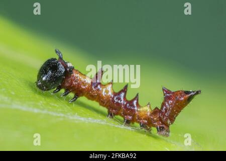 Auffallend (Harpyia milhauseri, Hybocampa milhauseri, Hoplitis milhauseri), junge Raupe, Eierraupe, Deutschland, Bayern, Niederbayern, Stockfoto