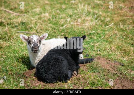 Schwarz-weißes Lamm von schwarz gesichtigen Schafen ruht in Der Frühlingssonne in den schottischen Grenzen bei Hume Stockfoto