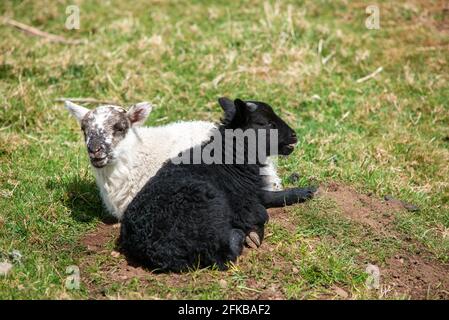 Schwarz-weißes Lamm von schwarz gesichtigen Schafen ruht in Der Frühlingssonne in den schottischen Grenzen bei Hume Stockfoto