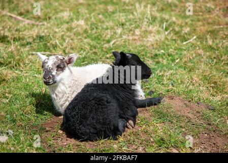 Schwarz-weißes Lamm von schwarz gesichtigen Schafen ruht in Der Frühlingssonne in den schottischen Grenzen bei Hume Stockfoto