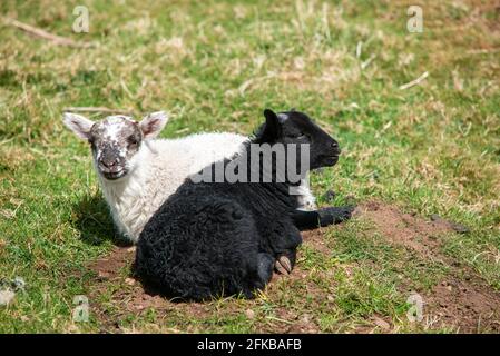 Schwarz-weißes Lamm von schwarz gesichtigen Schafen ruht in Der Frühlingssonne in den schottischen Grenzen bei Hume Stockfoto