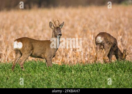 Rehe (Capreolus capreolus), zwei Rehe stehen auf einem Weidefeld, Deutschland, Bayern, Niederbayern, Niederbayern Stockfoto