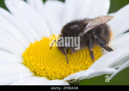 Rotschwanzbiene (Bombus lapidarius, Pyrobombus lapidarius, Aombus lapidarius), Weibchen, die eine Gänseblümchen besucht, Deutschland Stockfoto