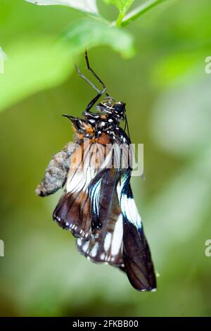 Clipper (Parthenos sylvia, Papilio slyvia), sitzt auf einem Zweig Stockfoto