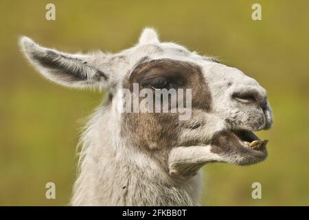 Lama (Lama glama), Portrait, Seitenansicht Stockfoto