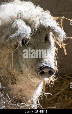 Mangalica, Mangalitsa, Mangalitza, Wooly Schwein (Sus scrofa f. domestica), in einem Stall, Porträt Stockfoto