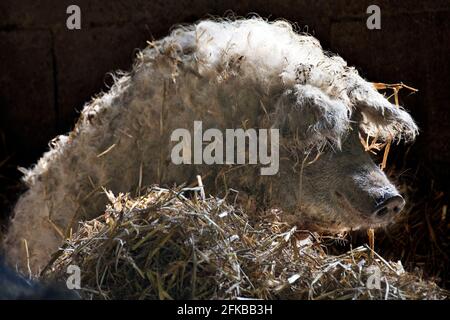 Mangalica, Mangalitsa, Mangalitza, Wooly Pig (Sus scrofa f. domestica), in einer stabilen Seitenansicht Stockfoto