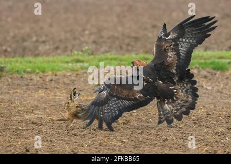 goldener Adler (Aquila chrysaetos), Jagd auf einen braunen Hasen, Falknerei, Deutschland, Bayern, Niederbayern, Niederbayern Stockfoto