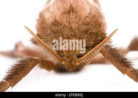 Orange Swift (Triodia sylvina, Triodia reducta, Triodia pallida), Porträt, Ausschnitt, Österreich Stockfoto