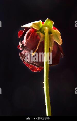 verwelkte rose Stockfoto