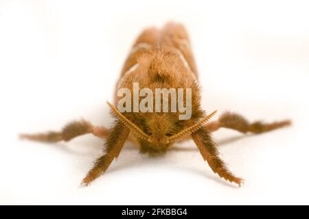 Orange Swift (Triodia sylvina, Triodia reducta, Triodia pallida), Vorderansicht, Ausschnitt, Österreich Stockfoto