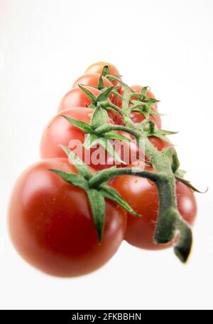 Garten Tomaten (Solanum Lycopersicum, Lycopersicon Esculentum), Tomaten am Rebstock Stockfoto
