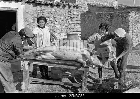 SPANIEN, CUENCA, 1972. Spanische Familie wäscht vor dem Schlachten ein Schwein. Cuenca, Spanien. Copyright Foto von Peter Eastland. Stockfoto