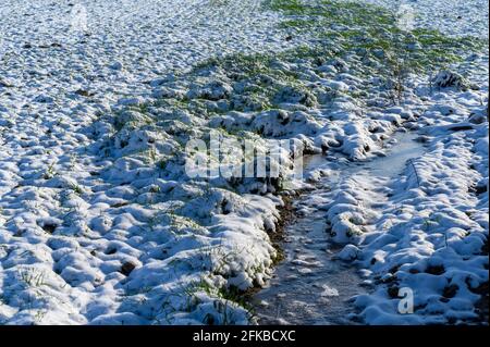 Nahaufnahme von nassem Schnee im Gras aus der Nähe. Stockfoto