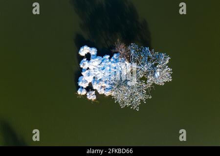 Ein einziger trauriger Baum, der mit Schnee bedeckt ist und in der Mitte des Sees ganz allein steht. Stockfoto